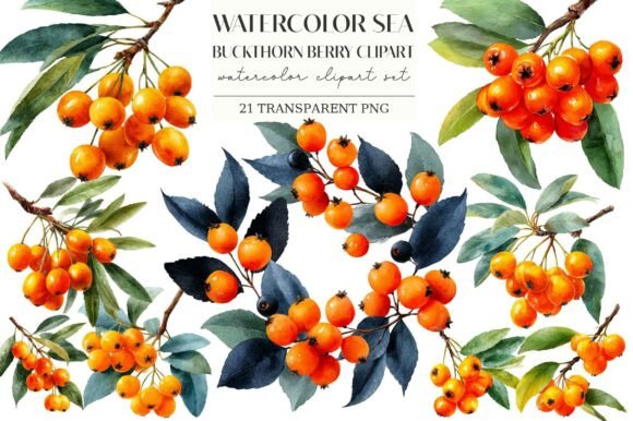 Download Watercolor Sea Buckthorn Berry Clipart - Berry clipart Collection